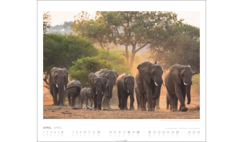 African Wildlife 2025